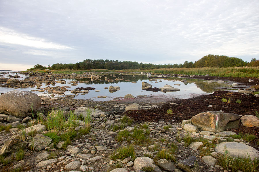 Domarkobban, flada