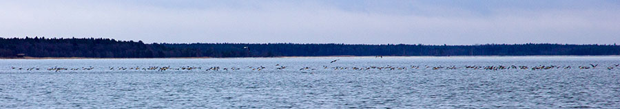 Isokoskeloita