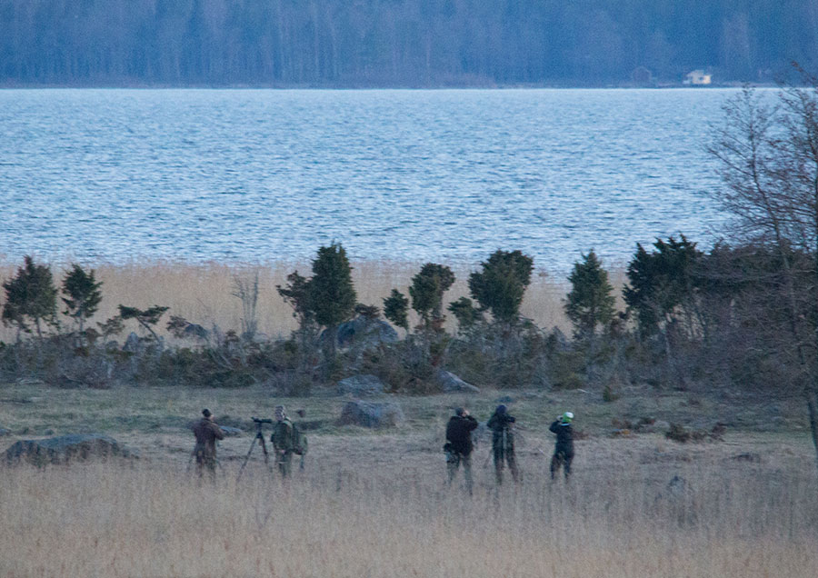 Leve�kari, (C) Petri Hakosalo