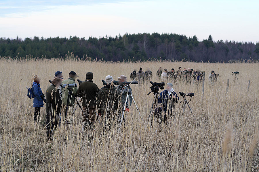 Leve�kari, (C) Jaana M�lkki