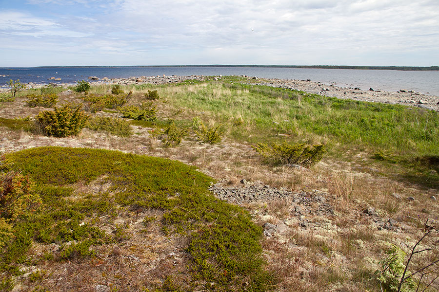 Domarkobban, pohjoisk�rki