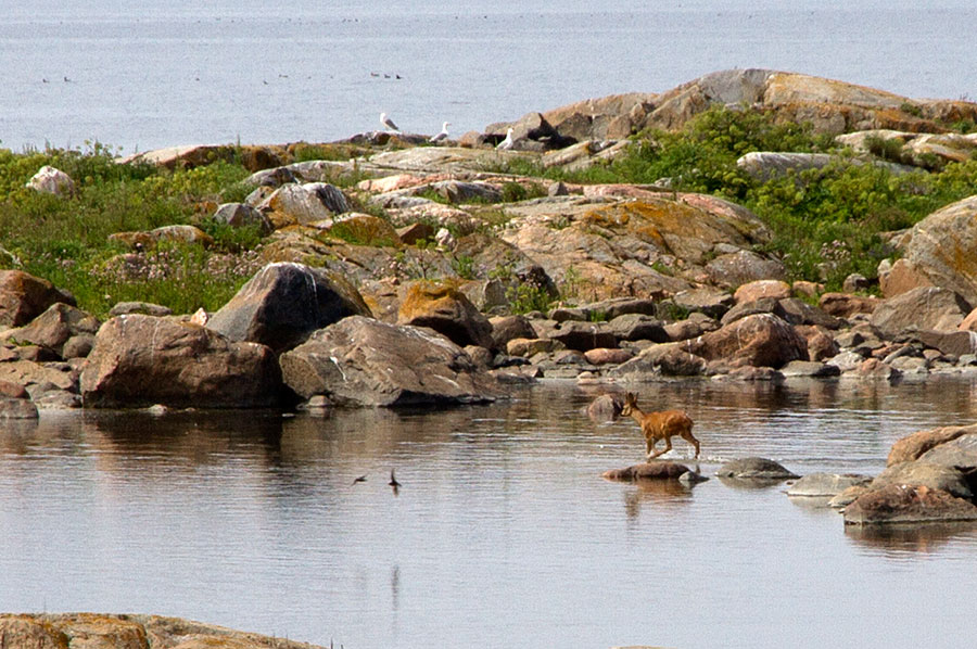 Mets�kauris, K-saari