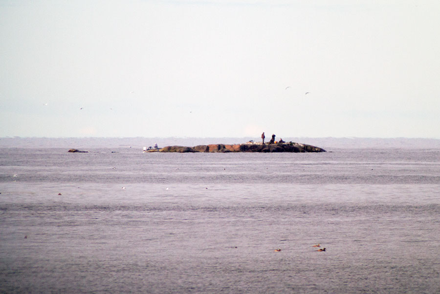 Hylkeenmets�st�j�t