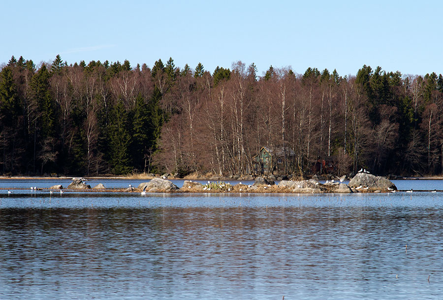 Naurulokkikolonia
