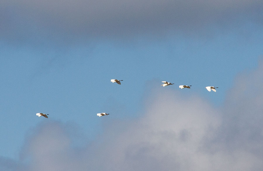 Kuusi jalohaikaraa
