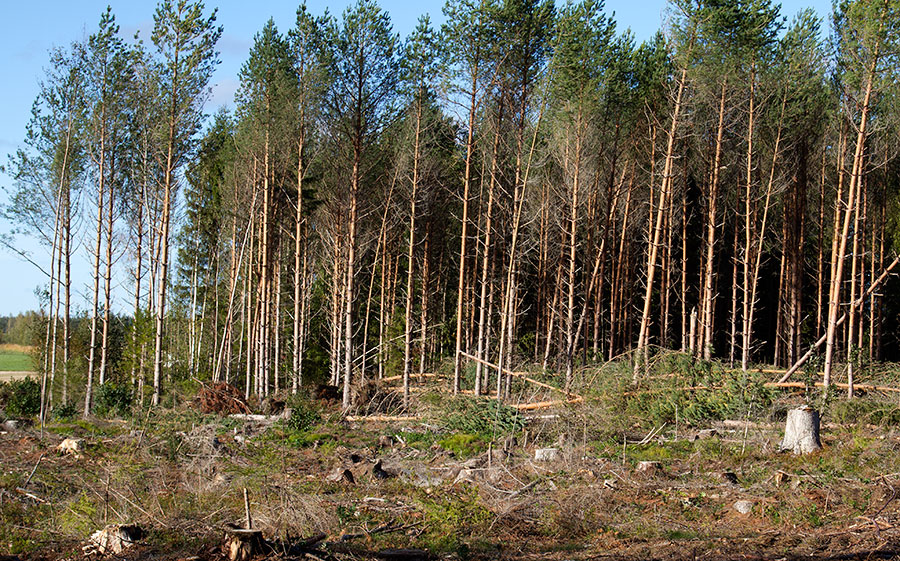 Nuori harvennettu m�nnikk�