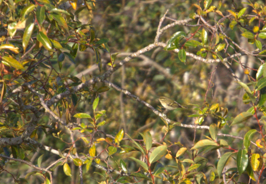Taigauunilintu, Phylloscopus inornatus