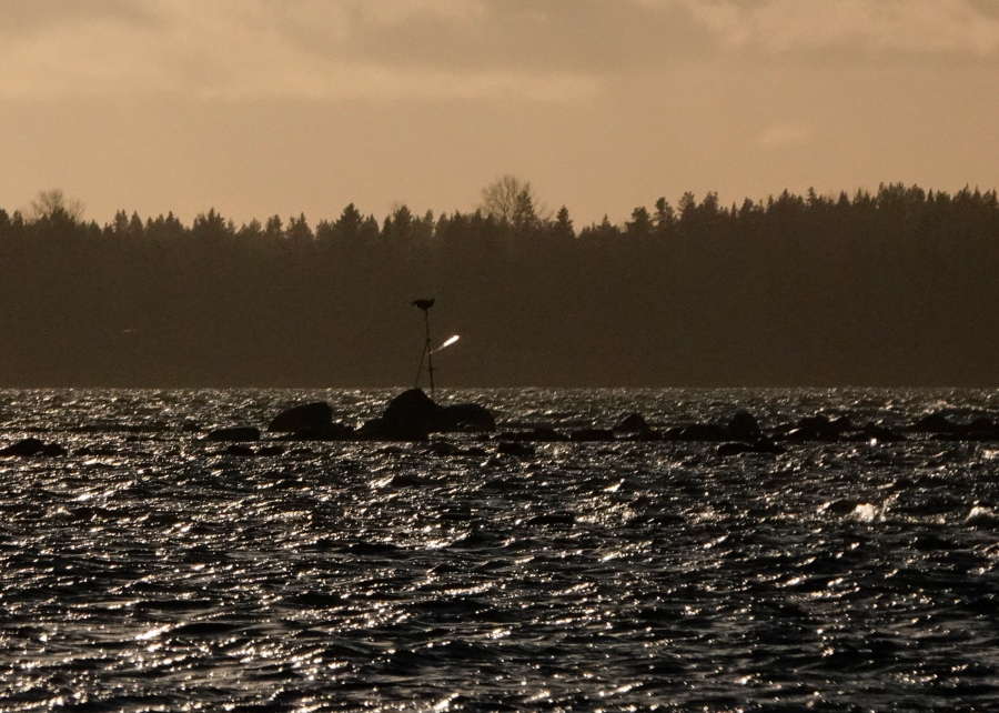 Merikotka