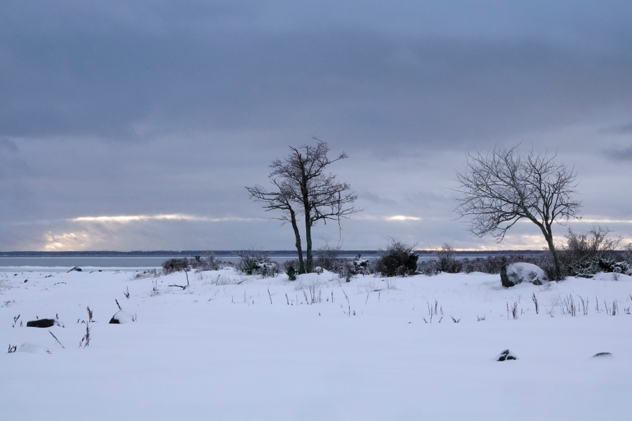 Etel�kluuvin puut