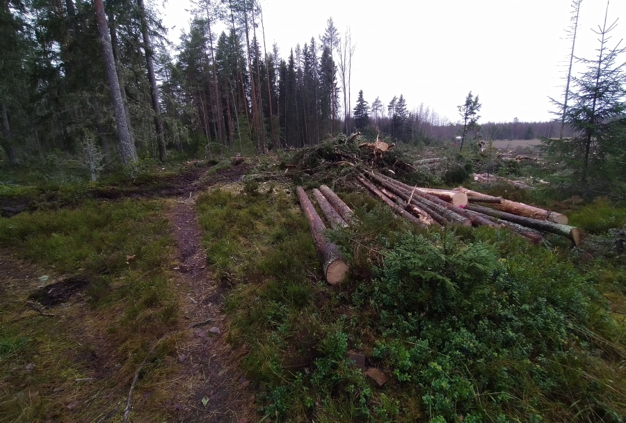 Luppokuuset ja polku j�lkeen