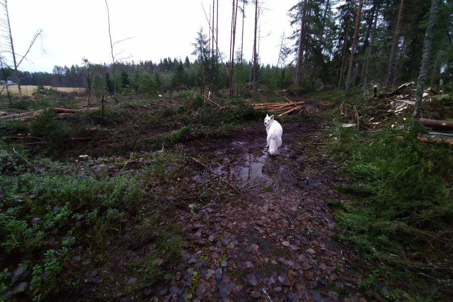 Pinkki ja uusi "mets�polku"