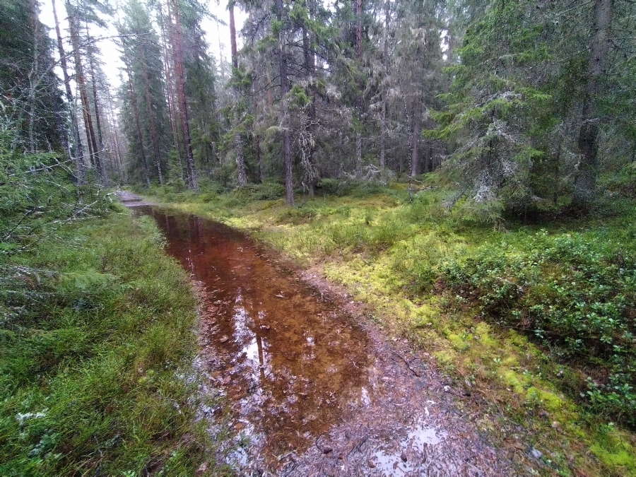 Polku ennen