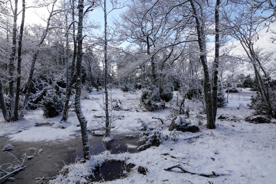 Uutta lunta metsän puissa Uutta lunta metsän puissa