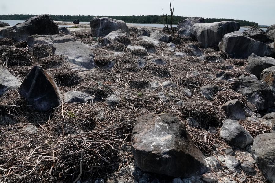 Tyhjät pesät saari S