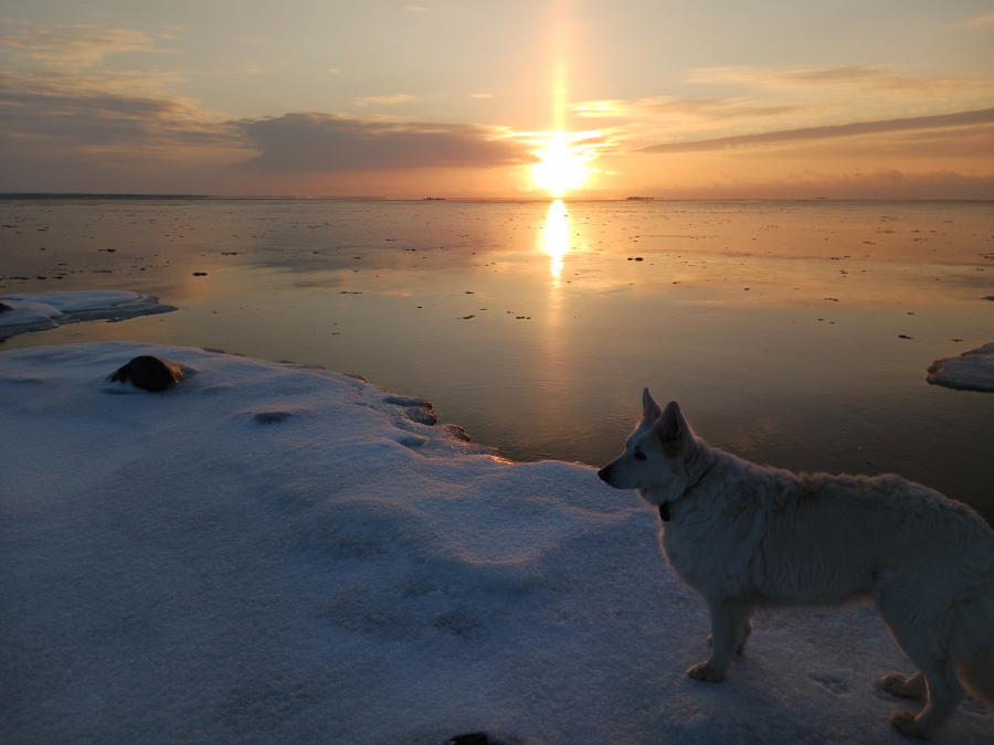 Pinkki jään reunalla auringonlaskun aikaan Pinkki jään reunalla auringonlaskun aikaan