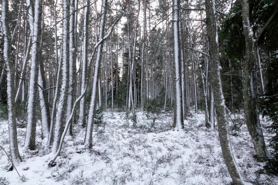 Saanteen kärkimetsää