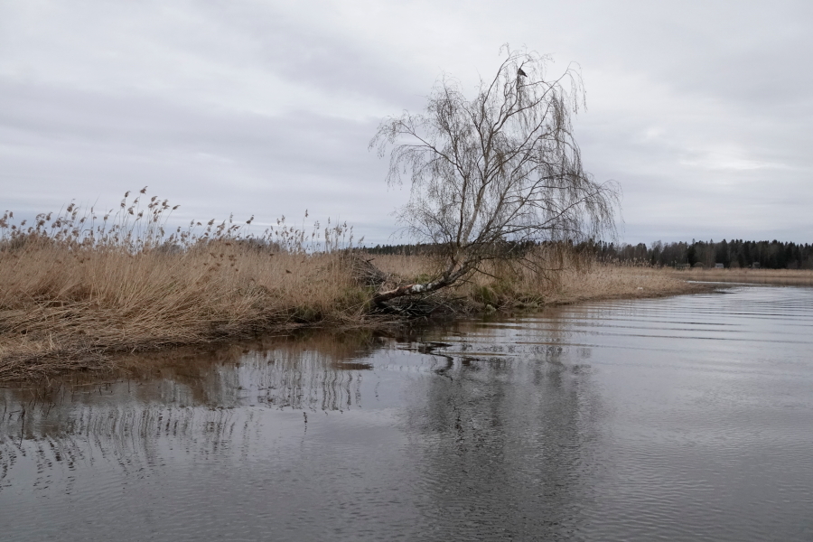 Koivu ja majavanpesä