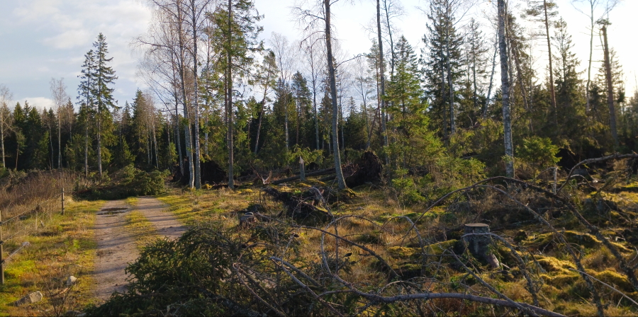 Kärkitie, ennen veräjää