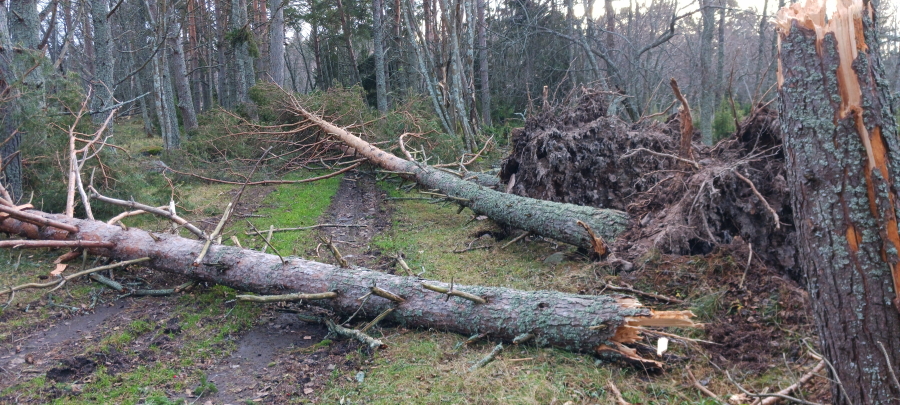 Kärkitien puut