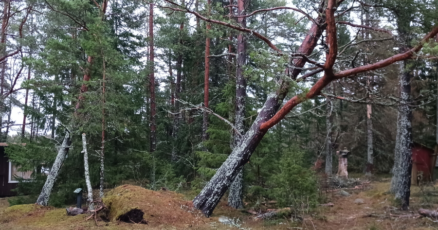 Mökkipihan puut