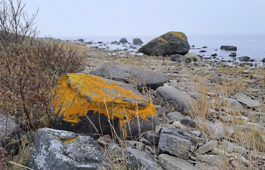 Haavankeltajäkälä