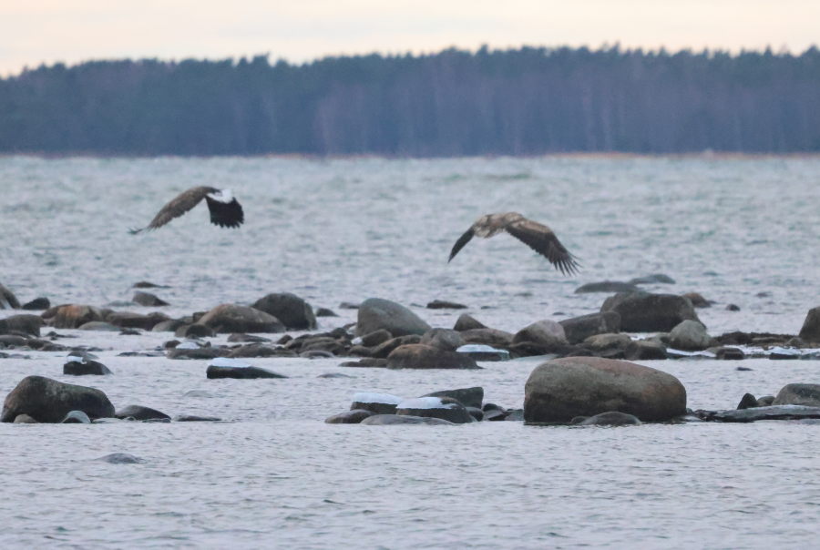 Merikotka, nuori ja vanha