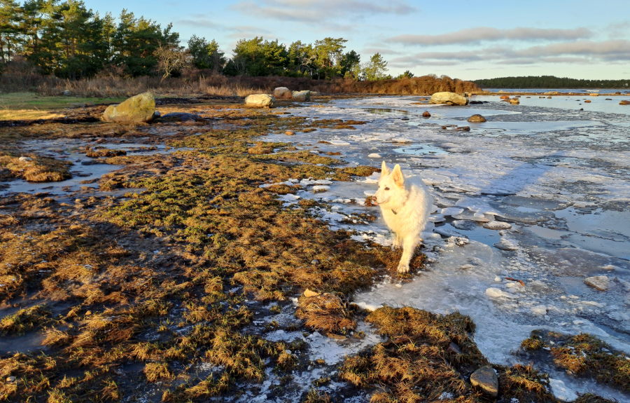 Kärkiflada ja Pinkki