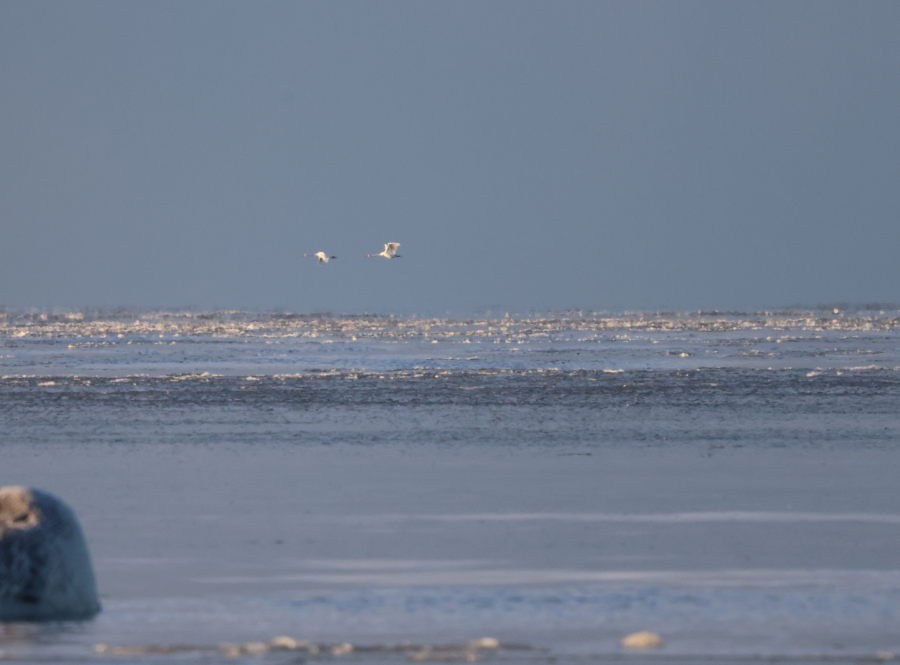 Kaksi laulujoutsenta
lennossa