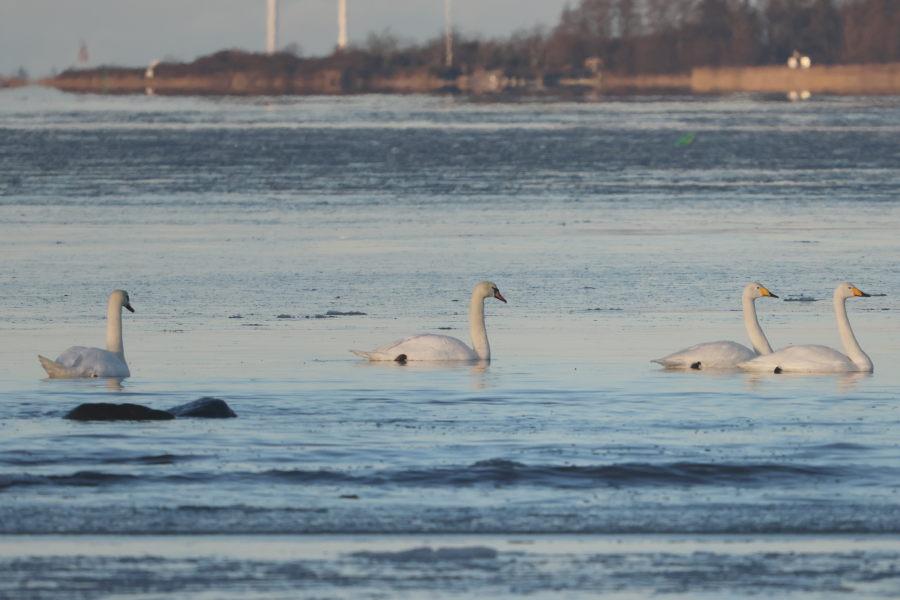 Laulujoutsenia ja
kyhmyjoutsenia