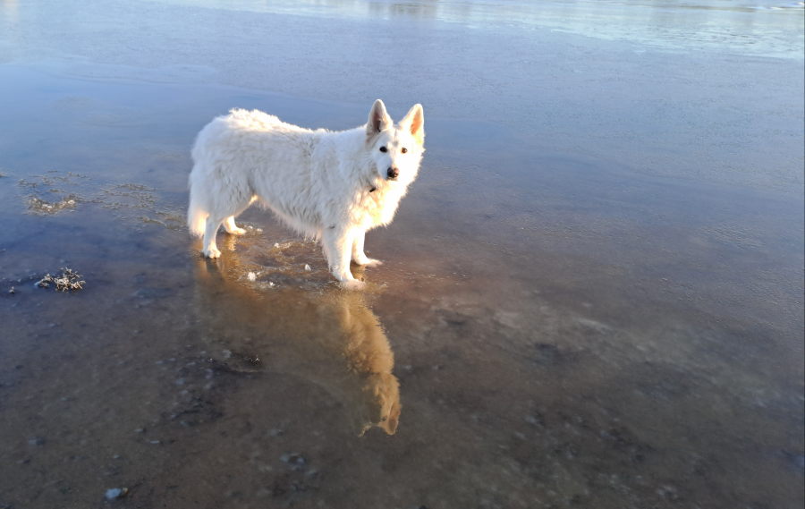 Pinkki ja peilijää