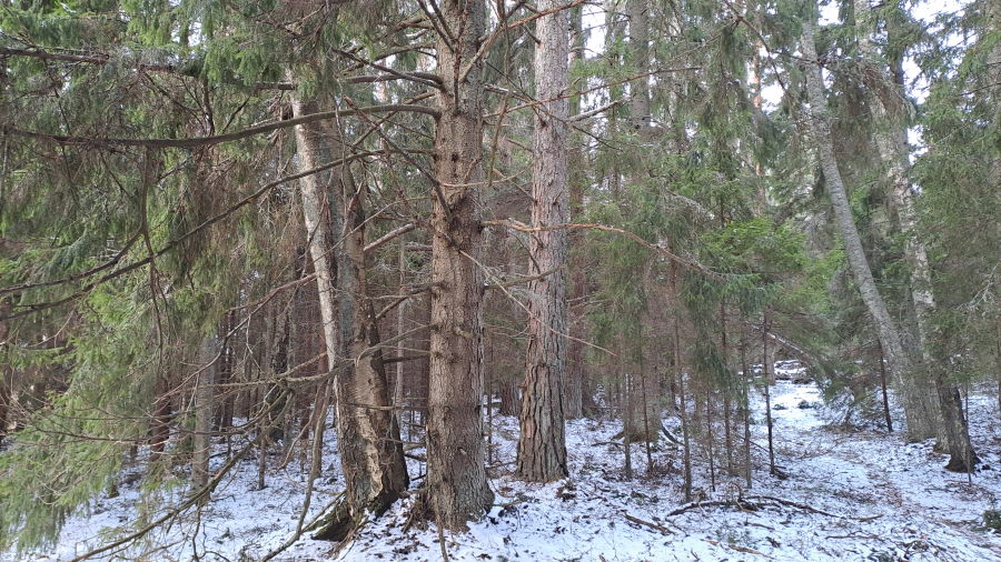 Oikean metsän näköistä