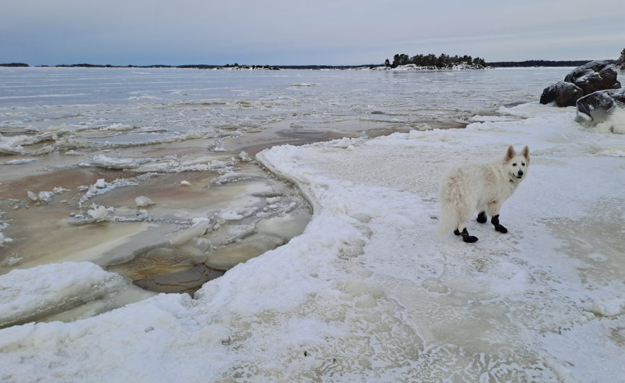 Pinkki ja irtolautat
