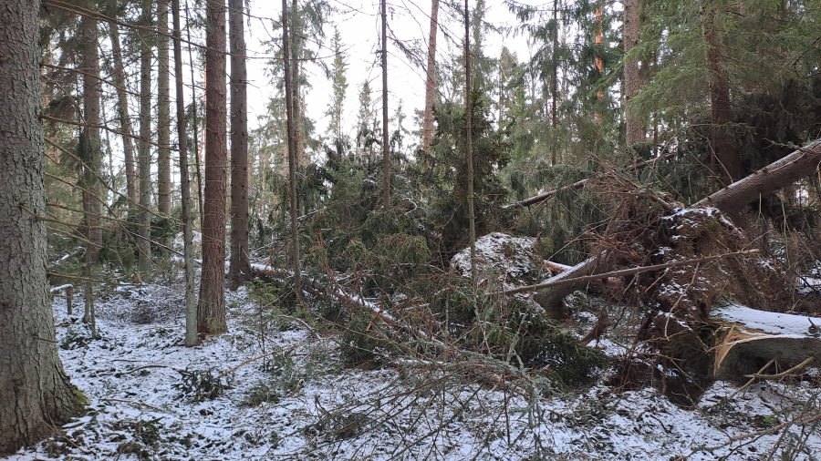 Hannes-myrskyn jälkiä