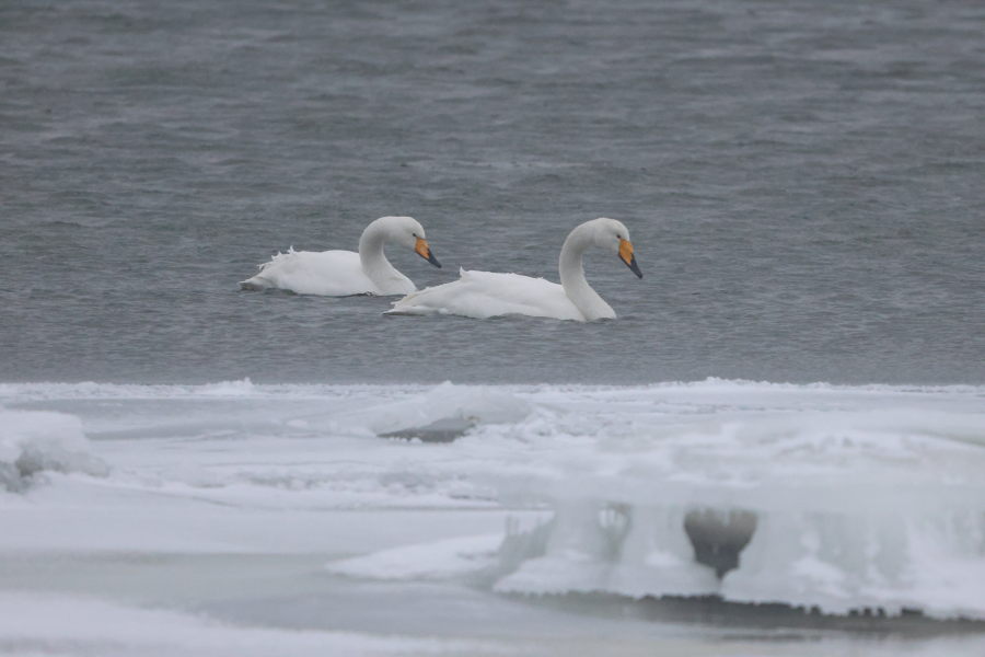 Kaksi vanhaa laulujoutsenta