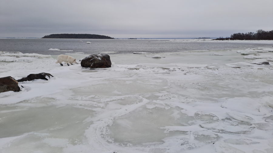 Pinkki ja kärjen avovesi