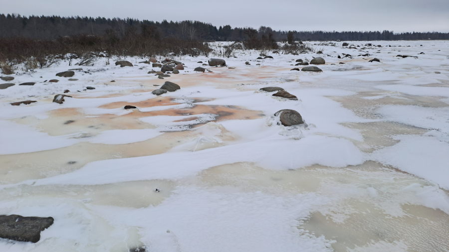 Rakkolevän väritystä