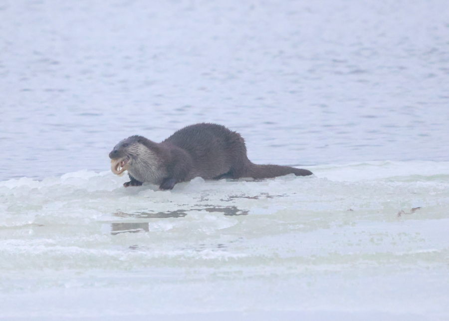 Saukko ja kivinilkka