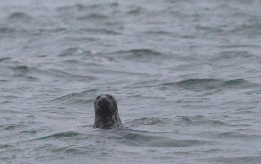 Halli eli harmaahylje