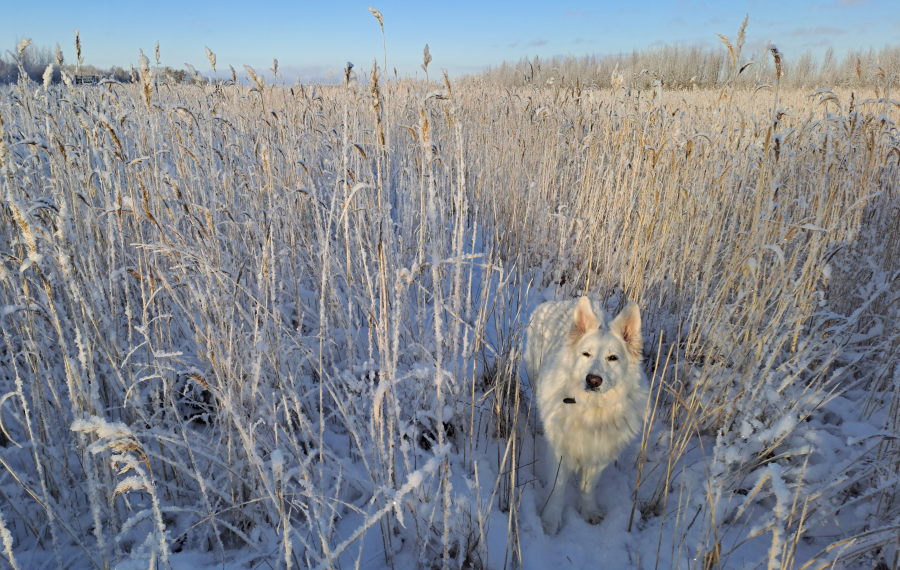 Pinkki ruovikkopolulla