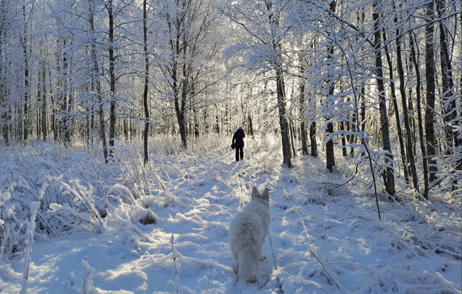 Lumella kuorrutettu koivikko
