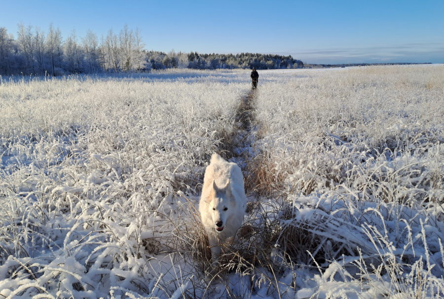Kulku-ura heinikossa