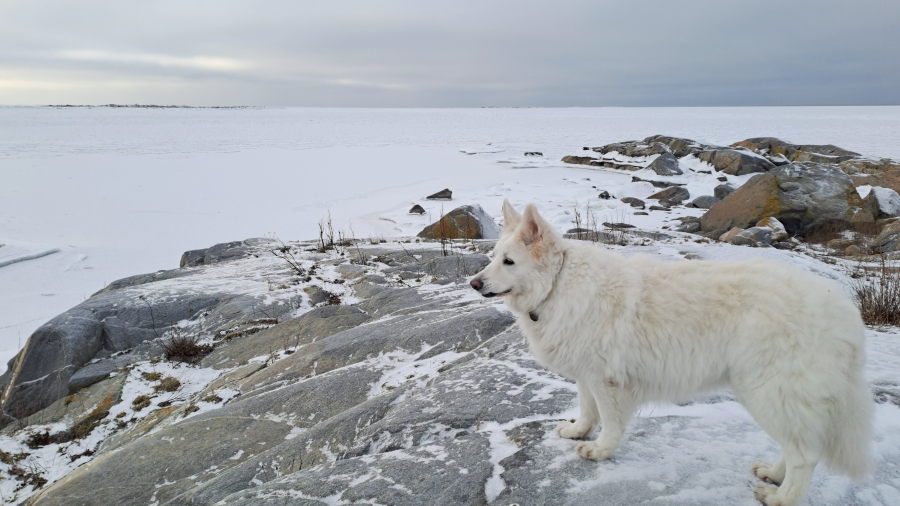 Marjakarista länteen ja
          Pinkki