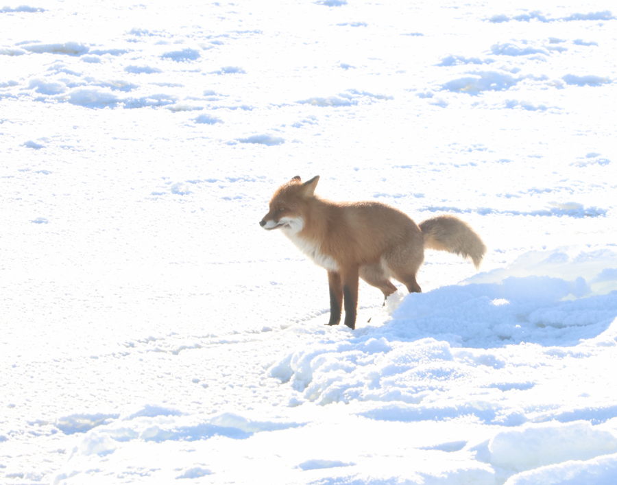 Kettu merkkaa reviirinsä