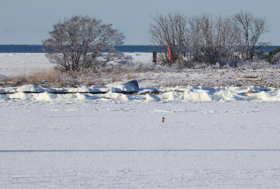Kettu tulossa maihin