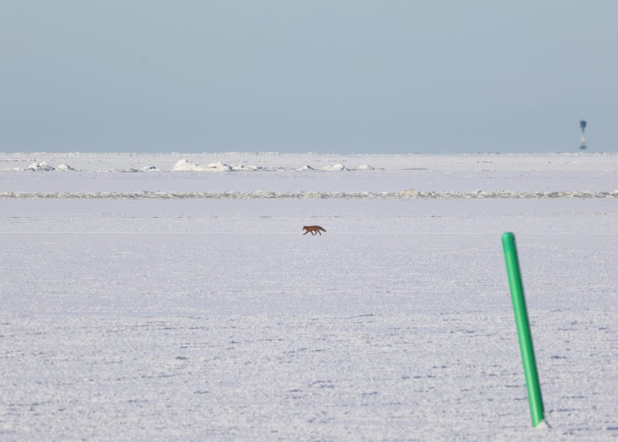 Kettu jäällä, reimari ja
          Porin majakka