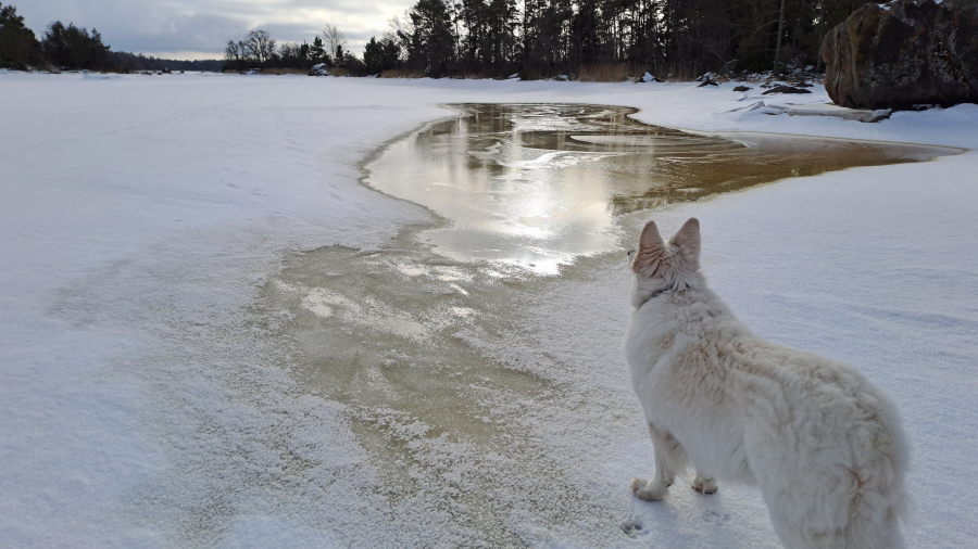 Vesi nousee jäälle. Pinkki