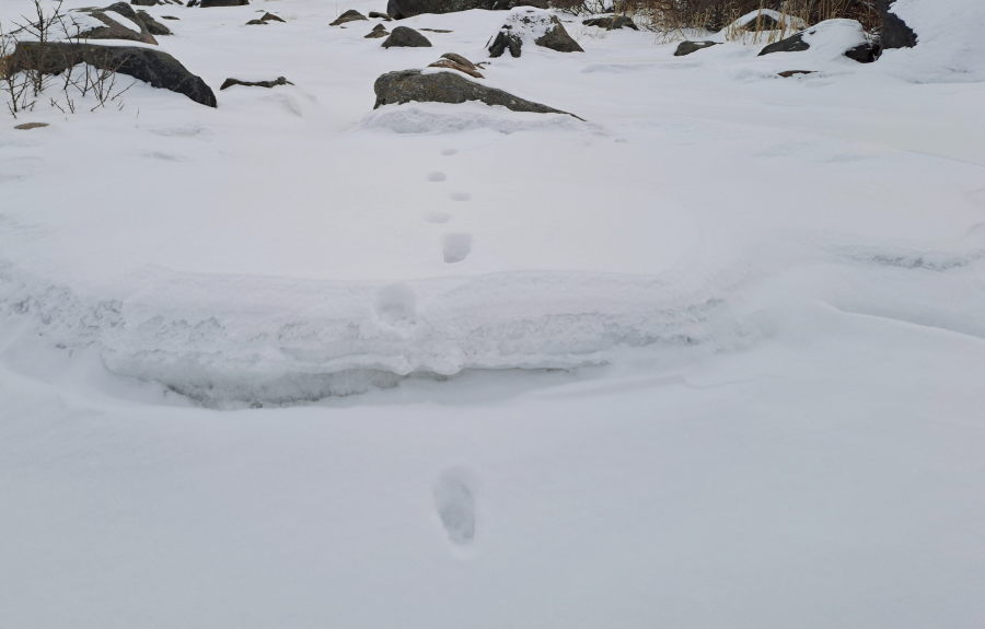 Susioletetun jäljet lumessa