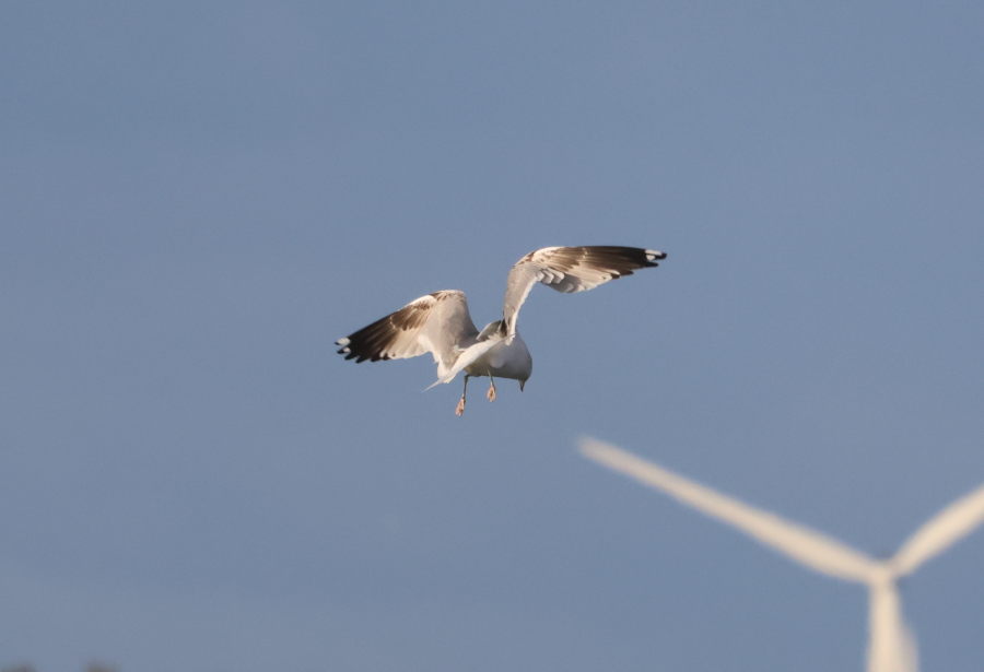 Esiaikuinen kalalokki