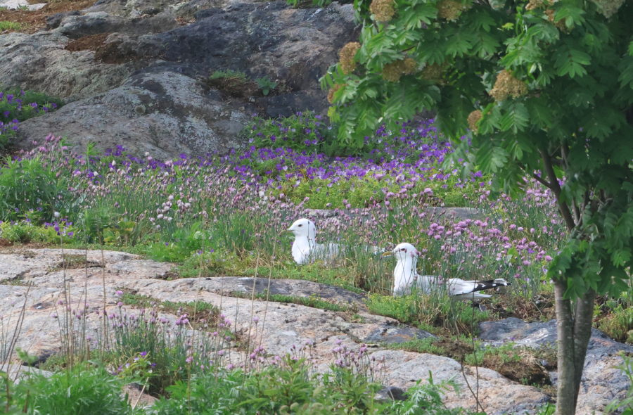 Korkianluodonkarin kalalokit